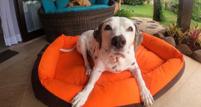 8 Tips for Booking Pet-Friendly Accommodations: Planning for Success ...